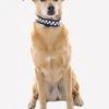 Polite Reflective Dog Collar -Throstlenest Saddlery Shop polite dog collar