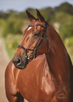 Collegiate Comfitec Training Bridle - Black -Throstlenest Saddlery Shop trainingbridleblk2rdy