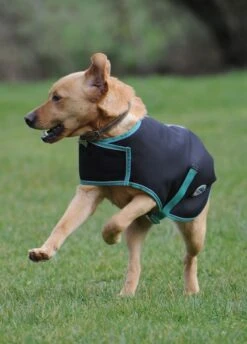 Weatherbeeta Green-Tec 900D Dog Coat Medium - Black/Bottle Green -Throstlenest Saddlery Shop wbgreentecblack3rdy