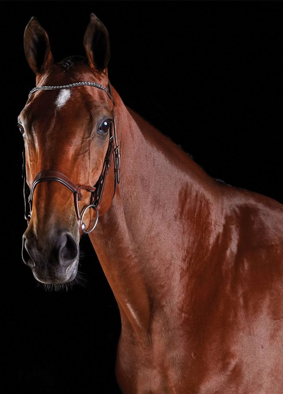 Throstlenest Saddlery Shop -Throstlenest Saddlery Shop collcrystal1